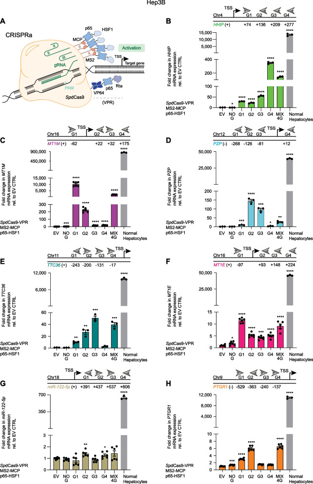 Epigenetic reactivation of tumor suppressor genes with CRISPRa technologies as precision therapy for hepatocellular carcinoma.