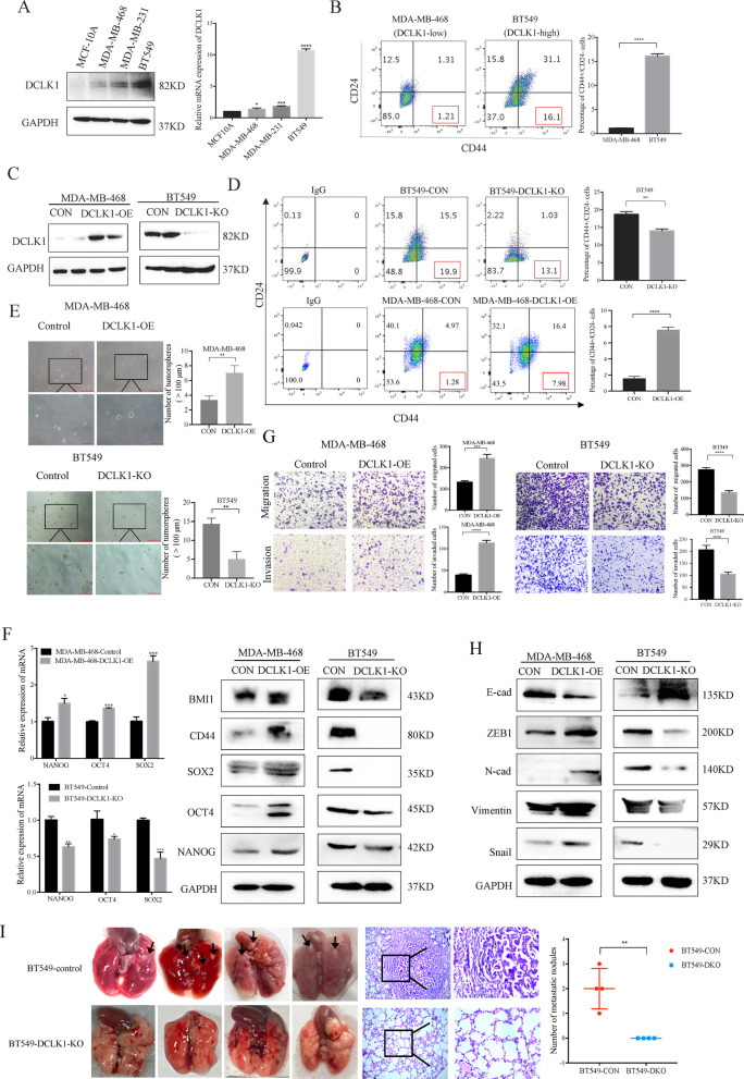 Targeting DCLK1 attenuates tumor stemness and evokes antitumor immunity in triple-negative breast cancer by inhibiting IL-6/STAT3 signaling.