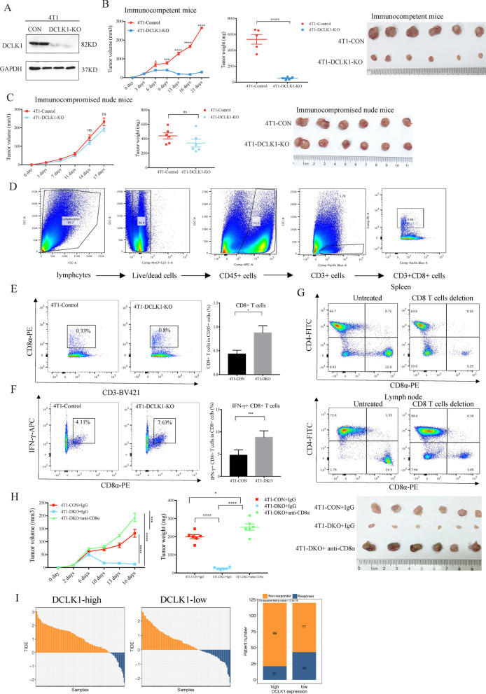 Targeting DCLK1 attenuates tumor stemness and evokes antitumor immunity in triple-negative breast cancer by inhibiting IL-6/STAT3 signaling.