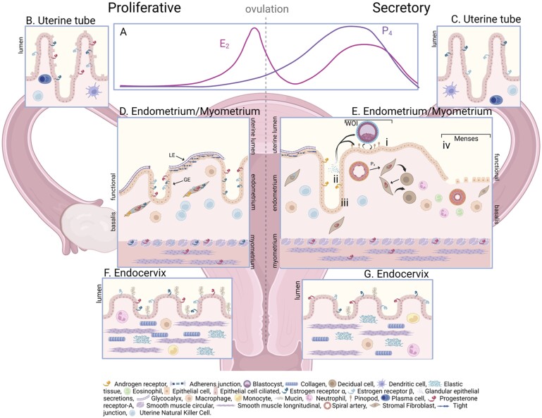 Cyclic processes in the uterine tubes, endometrium, myometrium, and cervix: pathways and perturbations.