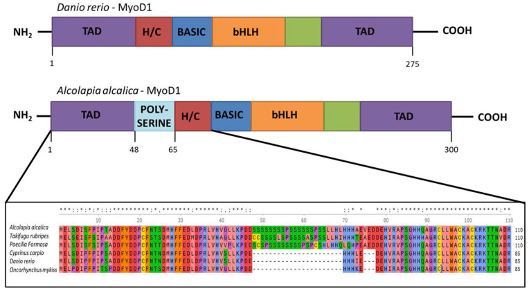 The Presence of Two <i>MyoD</i> Genes in a Subset of Acanthopterygii Fish Is Associated with a Polyserine Insert in MyoD1.