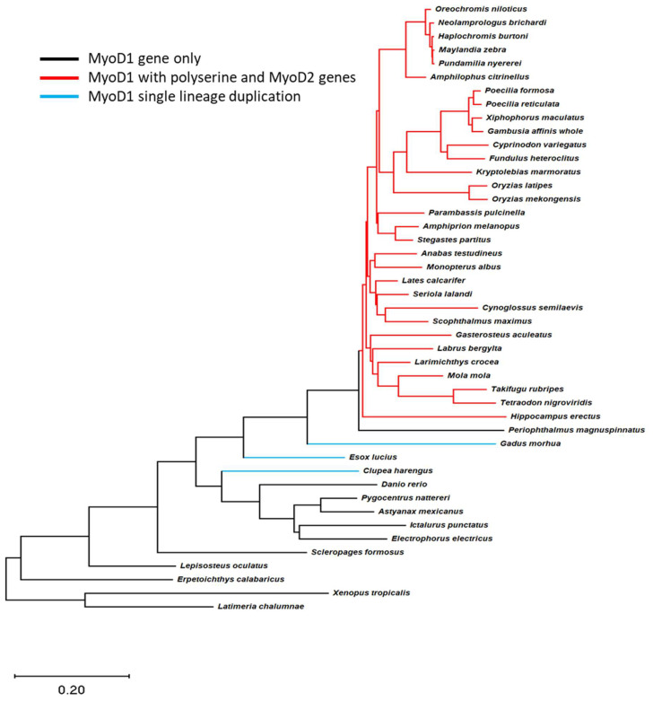 The Presence of Two <i>MyoD</i> Genes in a Subset of Acanthopterygii Fish Is Associated with a Polyserine Insert in MyoD1.