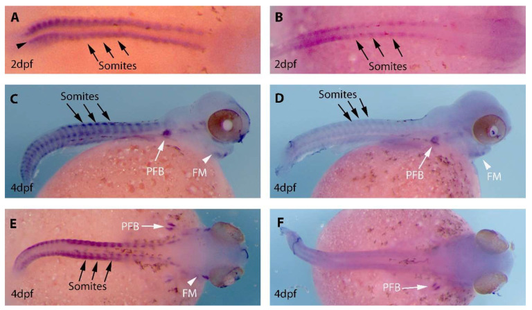 The Presence of Two <i>MyoD</i> Genes in a Subset of Acanthopterygii Fish Is Associated with a Polyserine Insert in MyoD1.