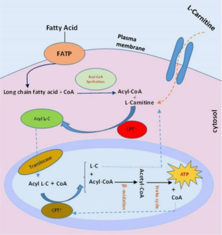 Evaluation of L-Carnitine Potential in Improvement of Male Fertility.