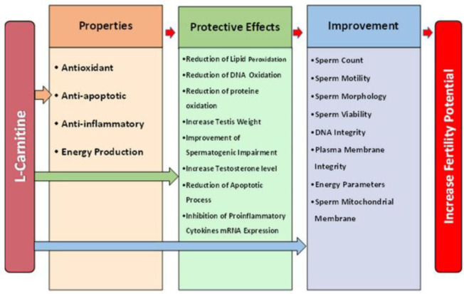 Evaluation of L-Carnitine Potential in Improvement of Male Fertility.