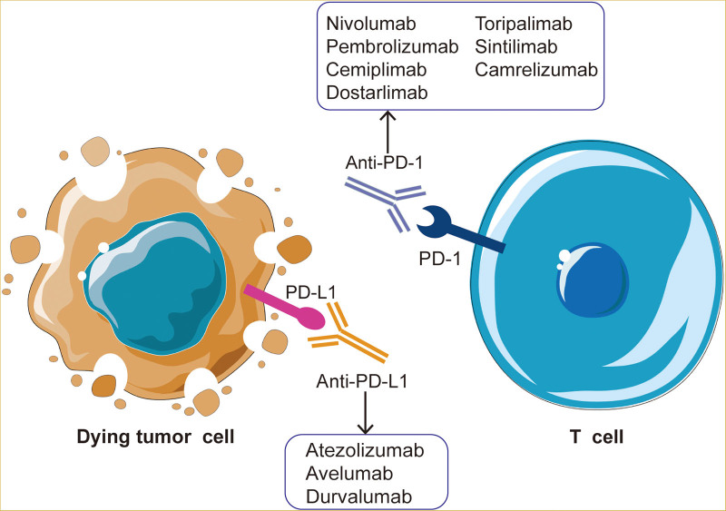 PD-L1: expression regulation.