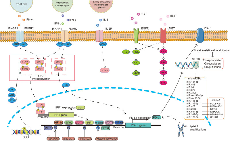 PD-L1: expression regulation.