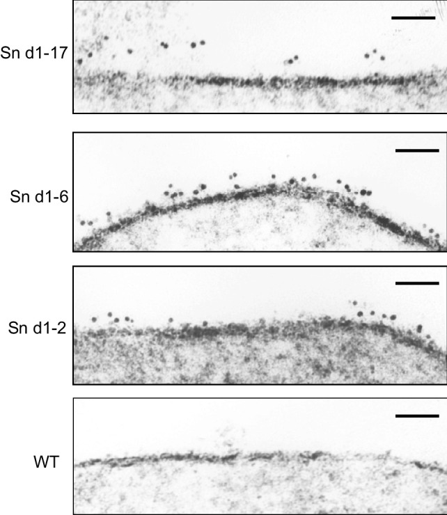 Sialoadhesin (CD169/Siglec-1) is an extended molecule that escapes inhibitory cis-interactions and synergizes with other macrophage receptors to promote phagocytosis.