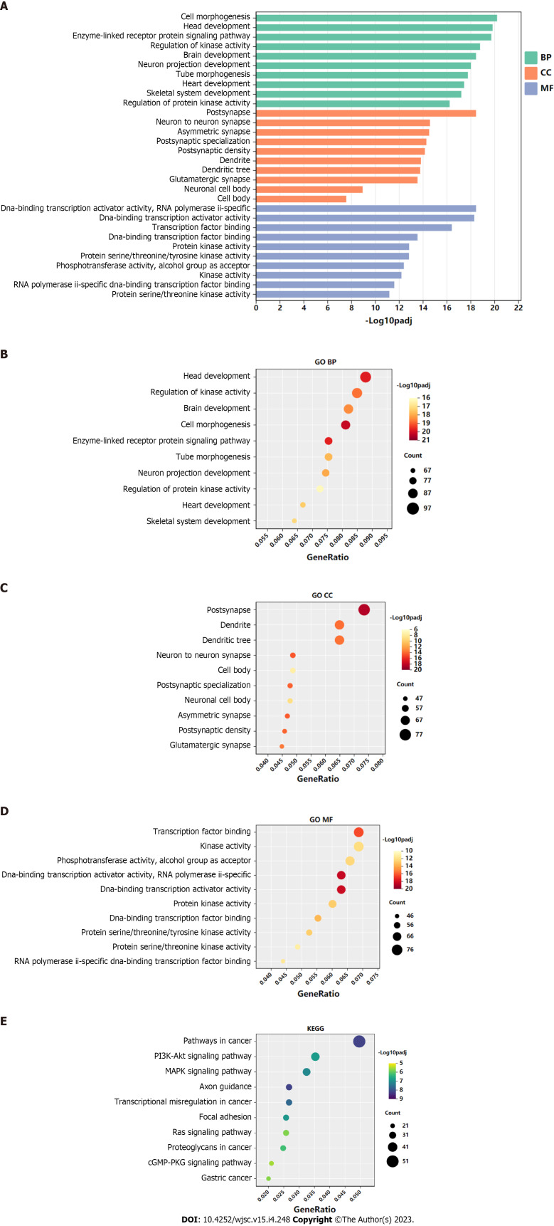 Bone marrow mesenchymal stem cell-derived exosomal microRNAs target PI3K/Akt signaling pathway to promote the activation of fibroblasts.