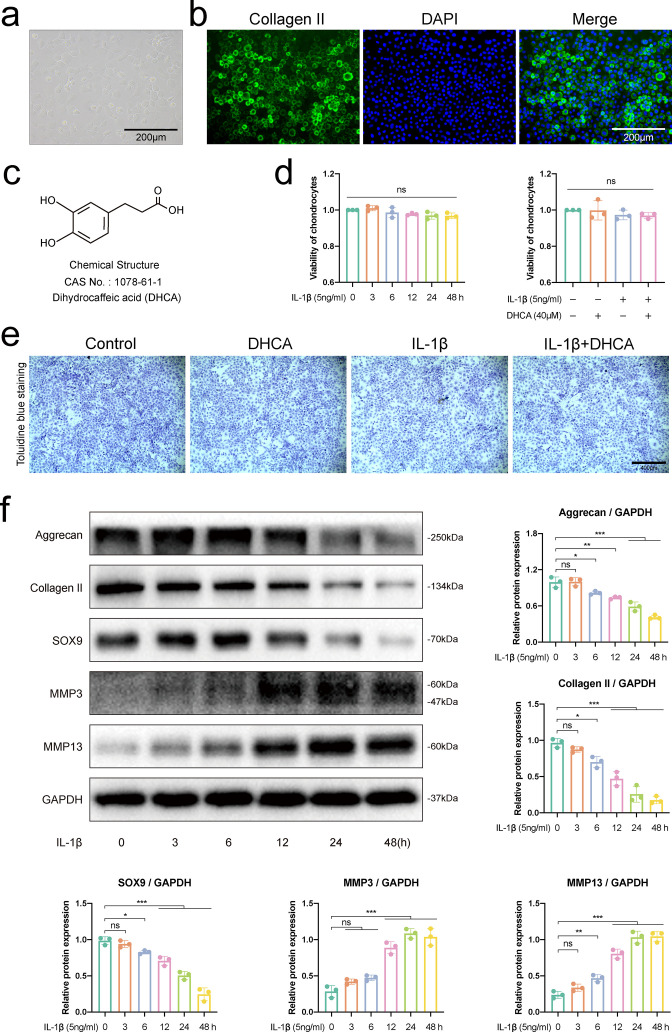 Dihydrocaffeic acid improves IL-1β-induced inflammation and cartilage degradation via inhibiting NF-κB and MAPK signalling pathways.