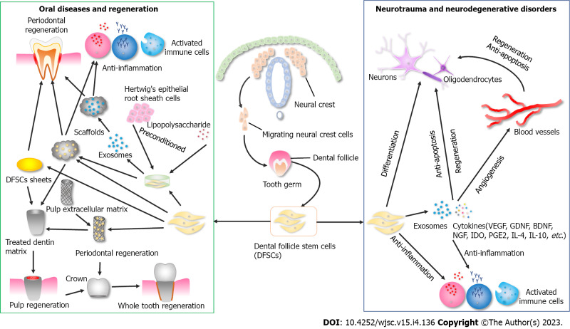 Clinical application prospects and transformation value of dental follicle stem cells in oral and neurological diseases.