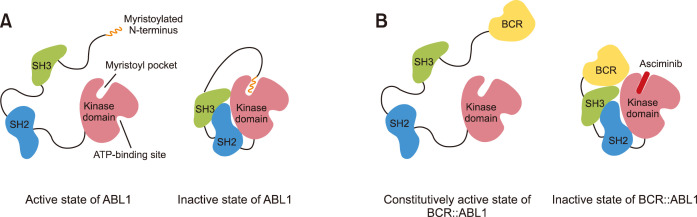 Asciminib: the first-in-class allosteric inhibitor of BCR::ABL1 kinase.