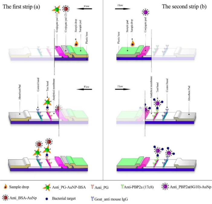 Development of a High Sensitive Multiplex Lateral Flow Immunoassay (LFIA) System for Rapid Detection of Methicillin-Resistant Staphylococcus Aureus (MRSA).