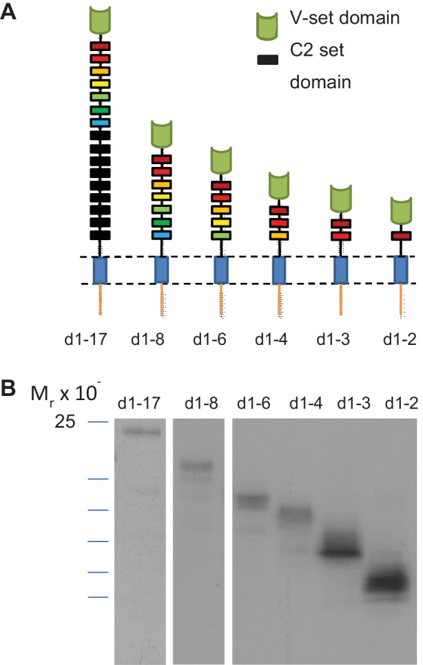 Sialoadhesin (CD169/Siglec-1) is an extended molecule that escapes inhibitory cis-interactions and synergizes with other macrophage receptors to promote phagocytosis.