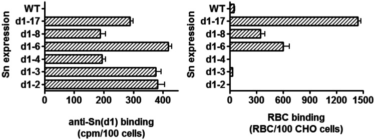 Sialoadhesin (CD169/Siglec-1) is an extended molecule that escapes inhibitory cis-interactions and synergizes with other macrophage receptors to promote phagocytosis.