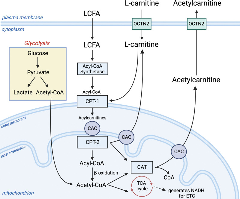 Sustained Perturbation of Metabolism and Metabolic Subphenotypes Are Associated With Mortality and Protein Markers of the Host Response.