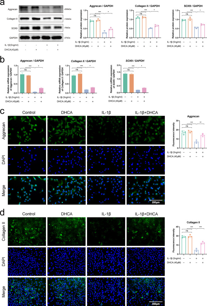 Dihydrocaffeic acid improves IL-1β-induced inflammation and cartilage degradation via inhibiting NF-κB and MAPK signalling pathways.