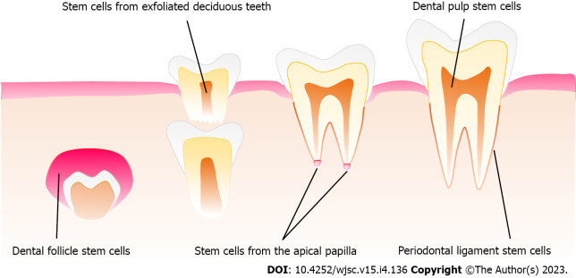 Clinical application prospects and transformation value of dental follicle stem cells in oral and neurological diseases.