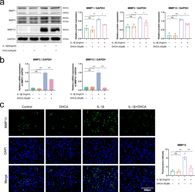 Dihydrocaffeic acid improves IL-1β-induced inflammation and cartilage degradation via inhibiting NF-κB and MAPK signalling pathways.