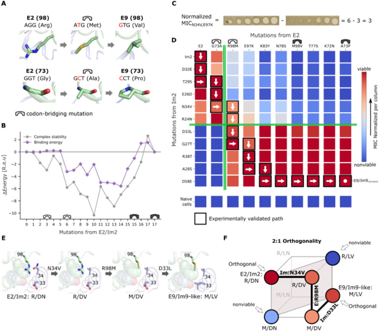 Evolutionary paths that link orthogonal pairs of binding proteins.