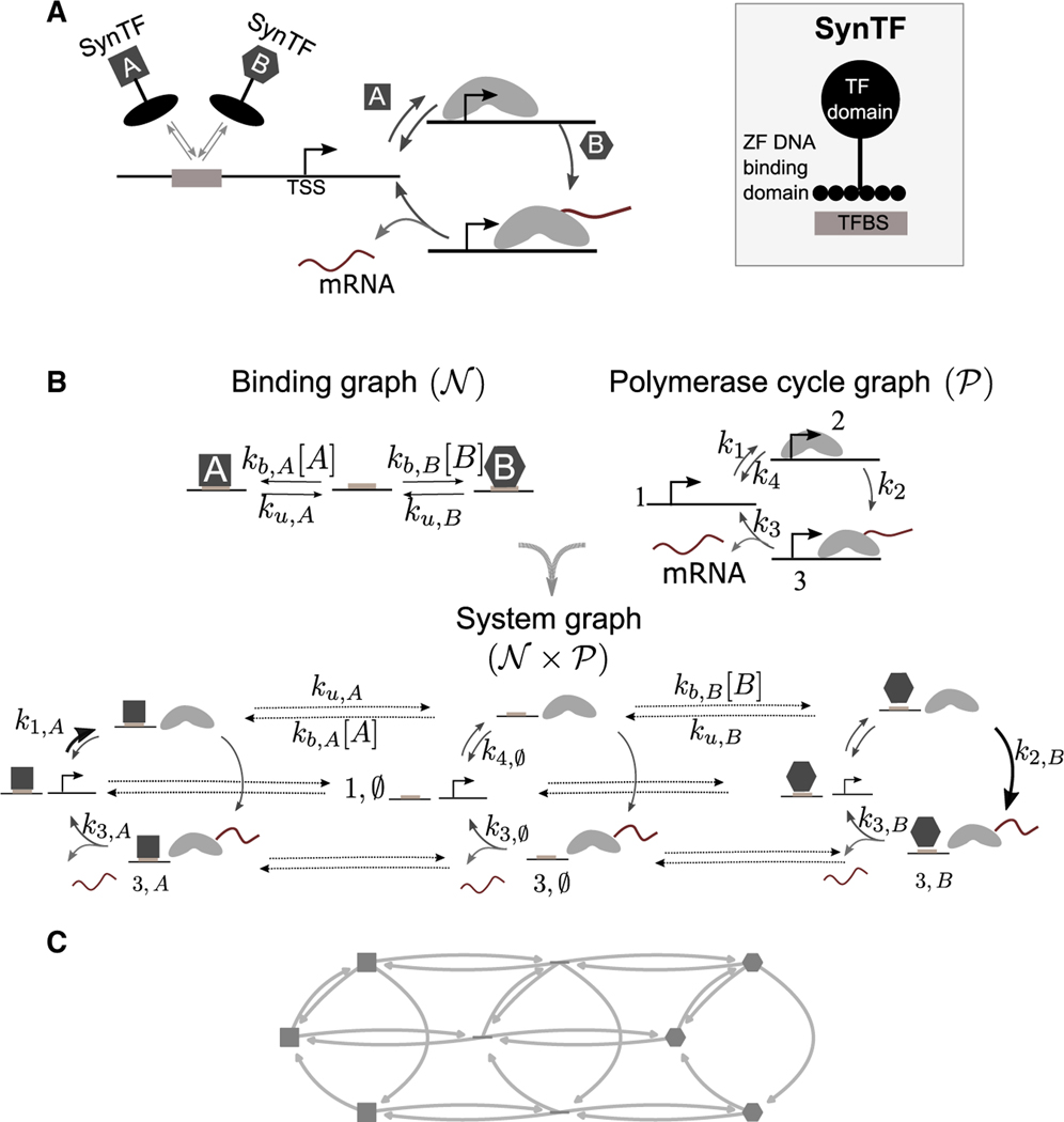 Transcriptional kinetic synergy: A complex landscape revealed by integrating modeling and synthetic biology.