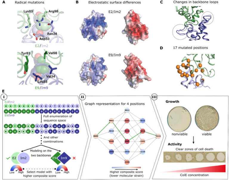 Evolutionary paths that link orthogonal pairs of binding proteins.