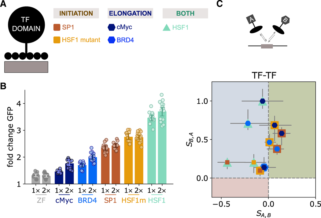 Transcriptional kinetic synergy: A complex landscape revealed by integrating modeling and synthetic biology.