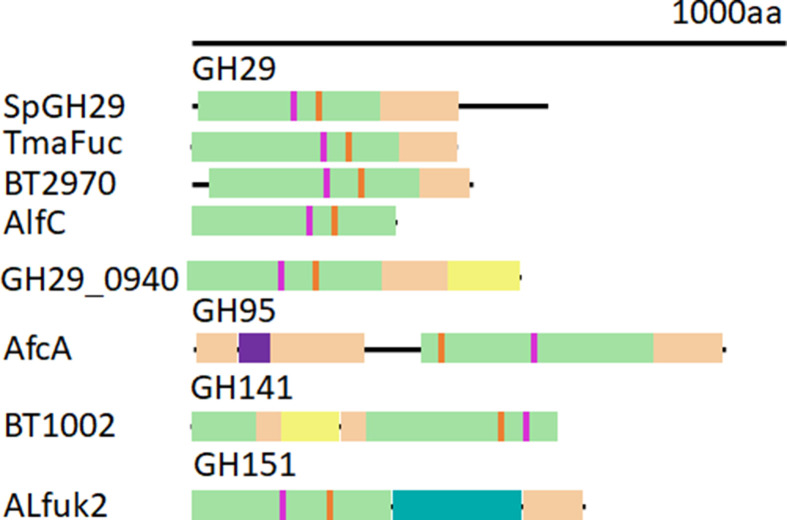 Structure and function of microbial α-l-fucosidases: a mini review.