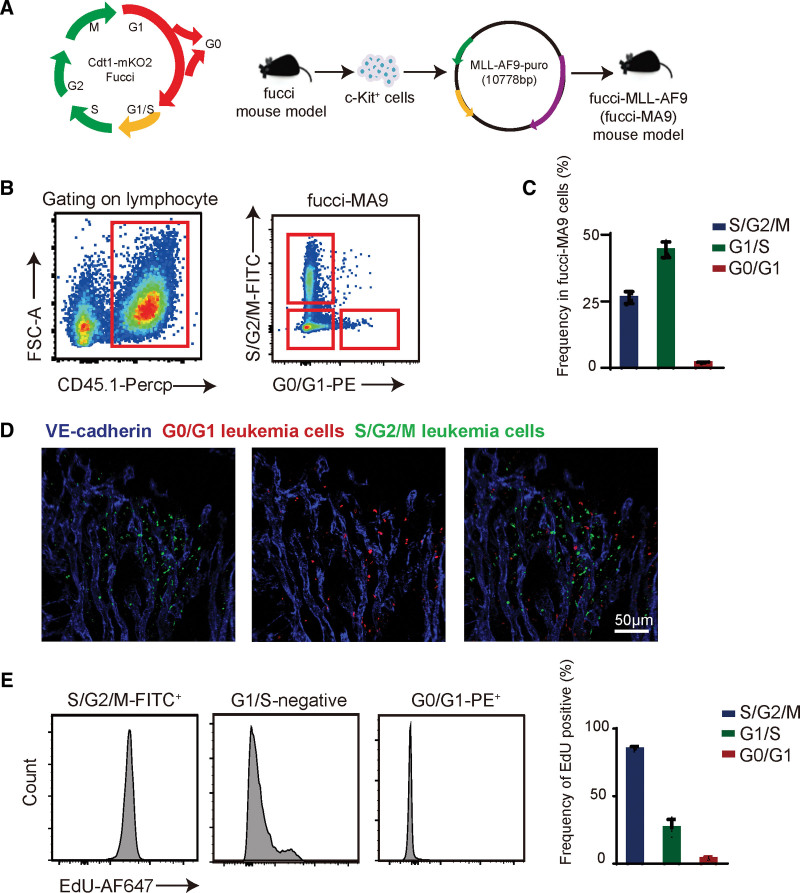 Role of the bone marrow vascular niche in chemotherapy for MLL-AF9-induced acute myeloid leukemia.