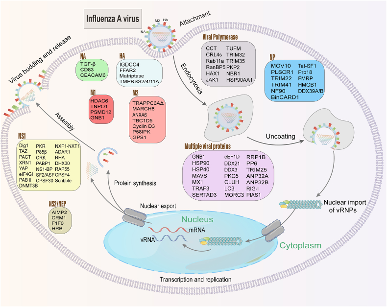 Advances in deciphering the interactions between viral proteins of influenza A virus and host cellular proteins