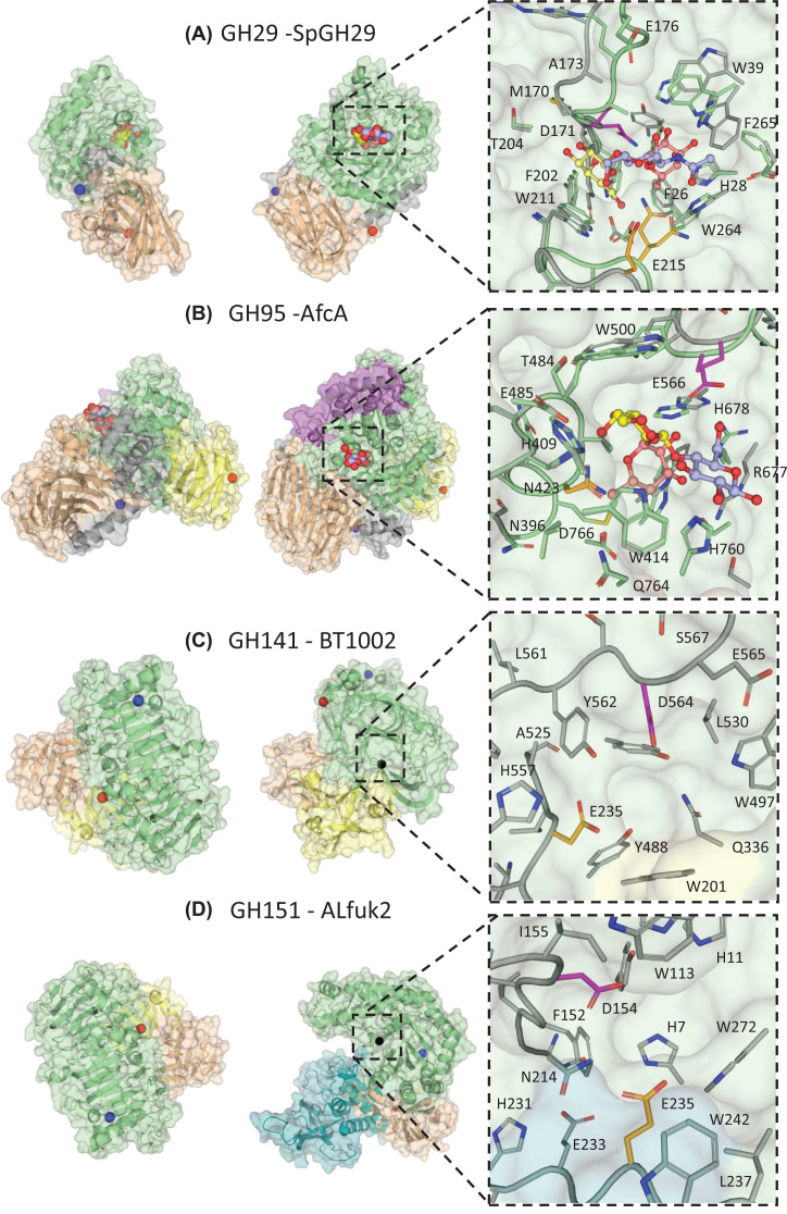 Structure and function of microbial α-l-fucosidases: a mini review.