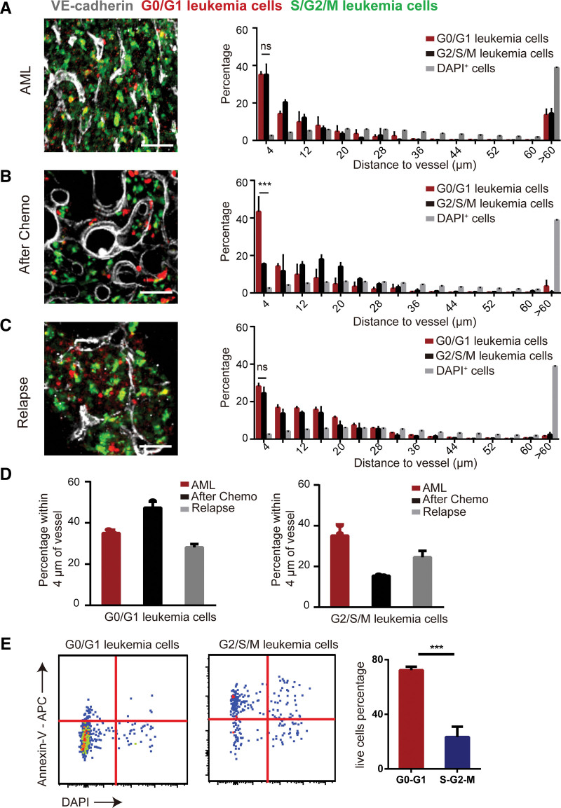 Role of the bone marrow vascular niche in chemotherapy for MLL-AF9-induced acute myeloid leukemia.