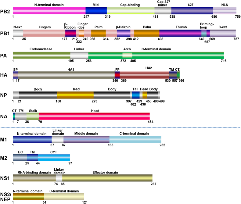 Advances in deciphering the interactions between viral proteins of influenza A virus and host cellular proteins