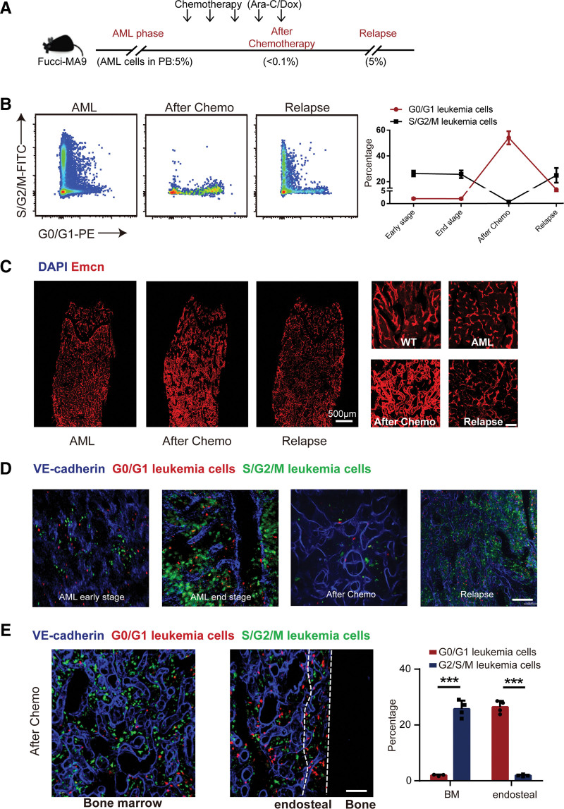 Role of the bone marrow vascular niche in chemotherapy for MLL-AF9-induced acute myeloid leukemia.