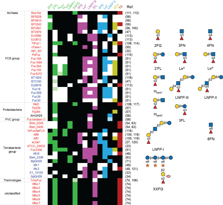 Structure and function of microbial α-l-fucosidases: a mini review.