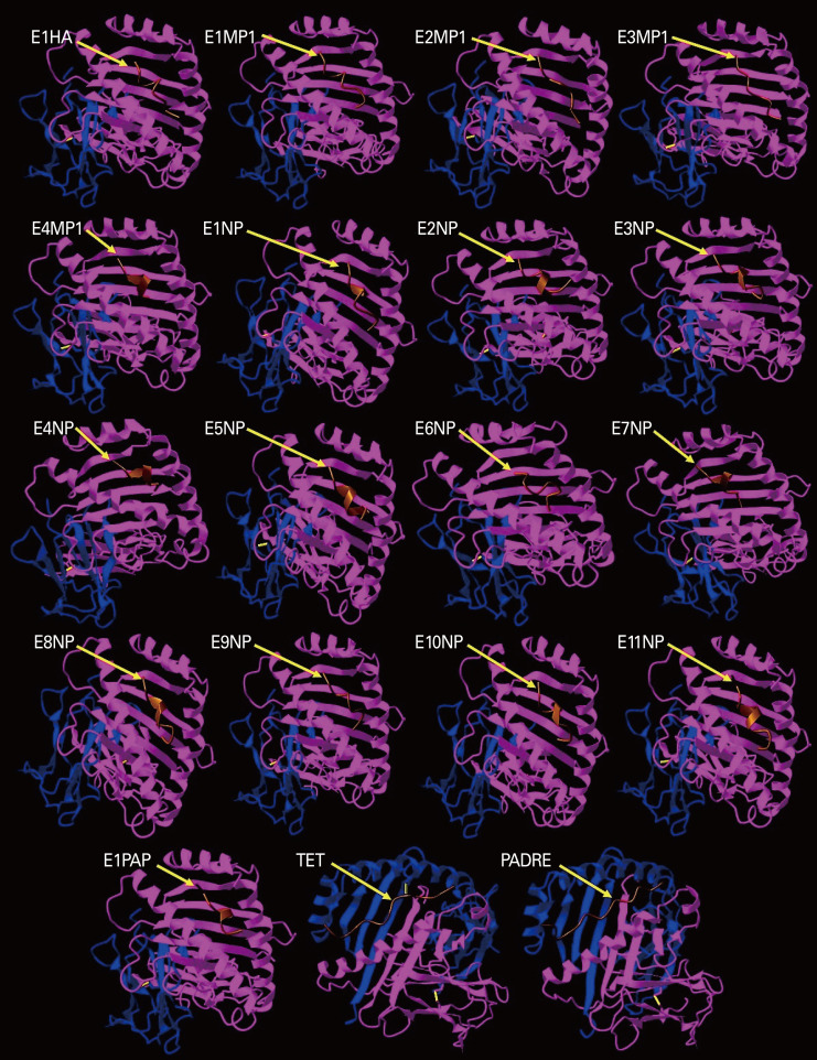 Strategic construction of mRNA vaccine derived from conserved and experimentally validated epitopes of avian influenza type A virus: a reverse vaccinology approach.