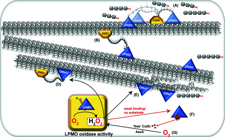 On the impact of carbohydrate-binding modules (CBMs) in lytic polysaccharide monooxygenases (LPMOs).