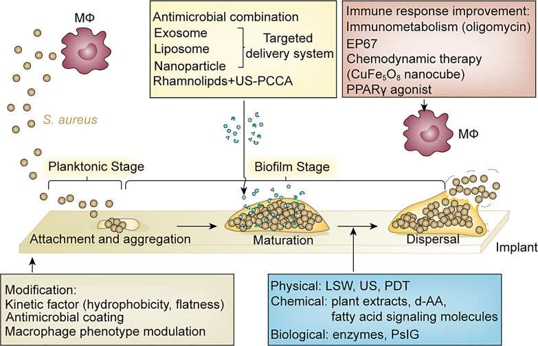 Interactions between Macrophages and Biofilm during Staphylococcus aureus-Associated Implant Infection: Difficulties and Solutions.