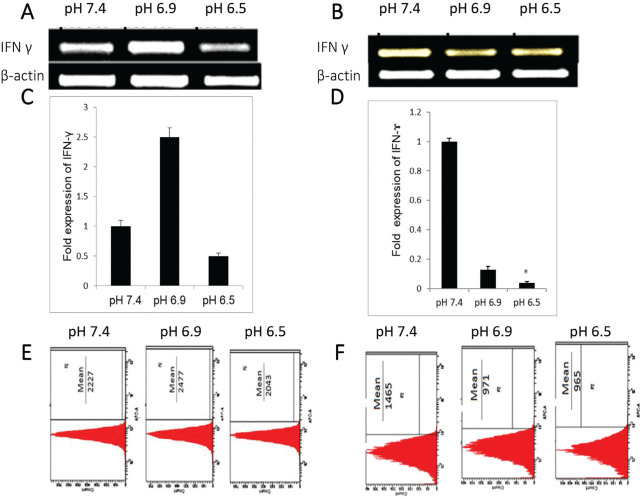 Acidic environment could modulate the interferon-γ expression: Implication on modulation of cancer and immune cells' interactions.