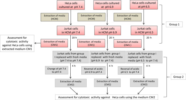 Acidic environment could modulate the interferon-γ expression: Implication on modulation of cancer and immune cells' interactions.