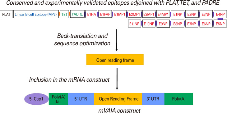 Strategic construction of mRNA vaccine derived from conserved and experimentally validated epitopes of avian influenza type A virus: a reverse vaccinology approach.