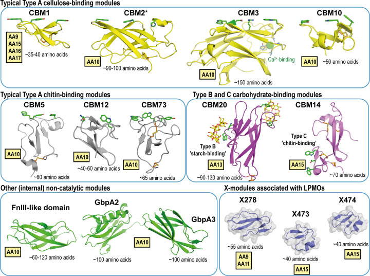 On the impact of carbohydrate-binding modules (CBMs) in lytic polysaccharide monooxygenases (LPMOs).