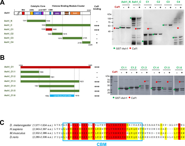 Caf1 regulates the histone methyltransferase activity of Ash1 by sensing unmodified histone H3.