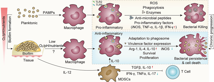 Interactions between Macrophages and Biofilm during Staphylococcus aureus-Associated Implant Infection: Difficulties and Solutions.