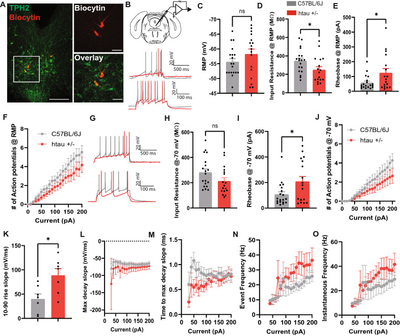 Human tau-overexpressing mice recapitulate brainstem involvement and neuropsychiatric features of early Alzheimer's disease.