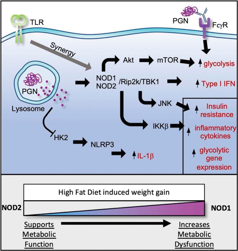 Peptidoglycan-induced modulation of metabolic and inflammatory responses.