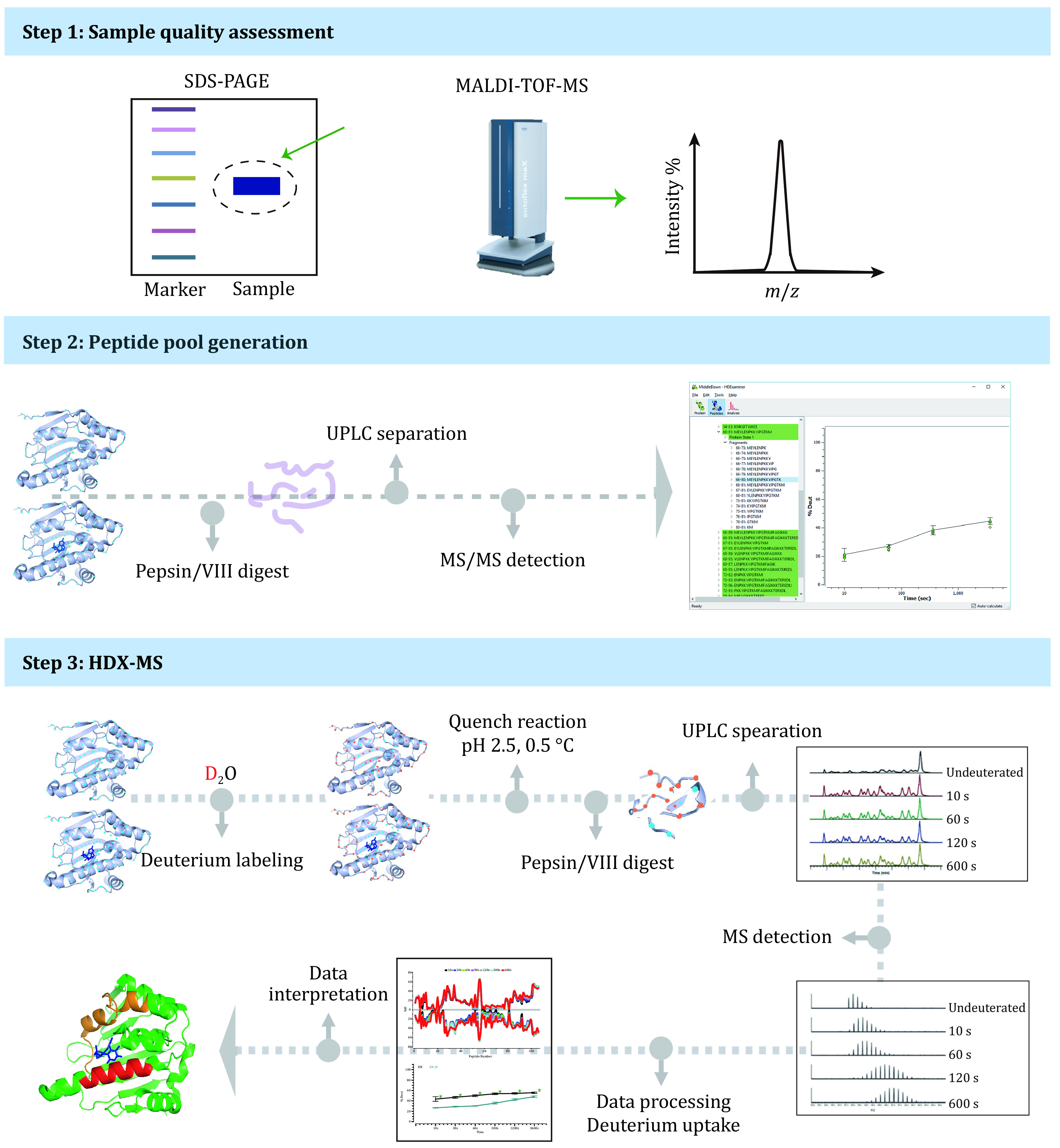 A hydrogen-deuterium exchange mass spectrometry-based protocol for protein-small molecule interaction analysis.