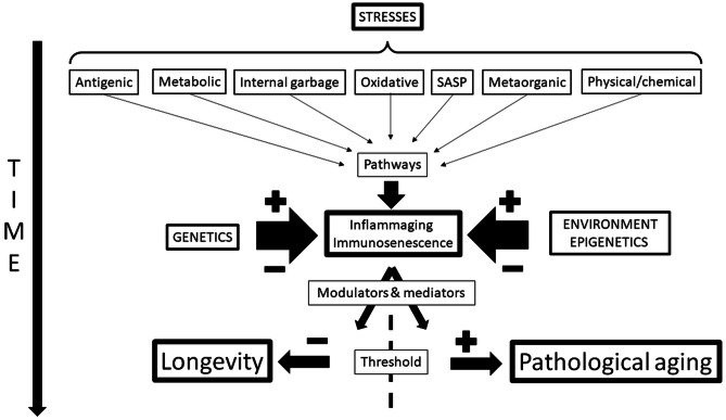 Immunology of Aging: the Birth of Inflammaging.