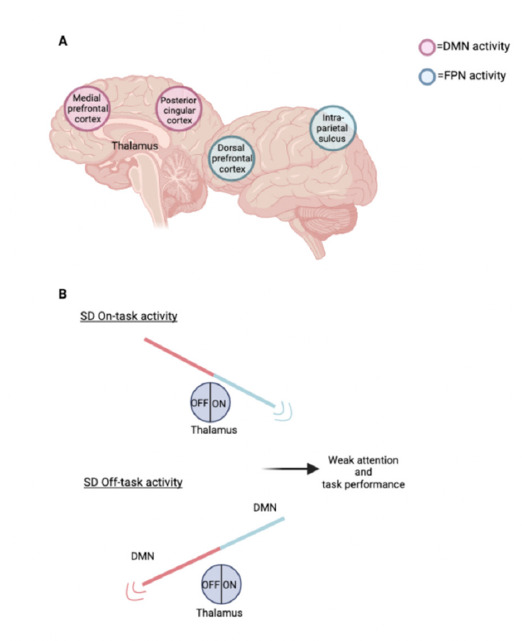 The consequences of sleep deprivation on cognitive performance.