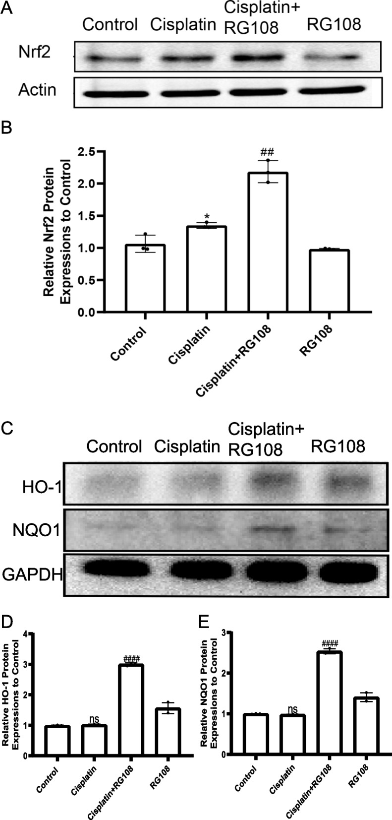 Deciphering the potential ability of RG108 in cisplatin-induced HEI-OC1 ototoxicity: a research based on RNA-seq and molecular biology experiment.